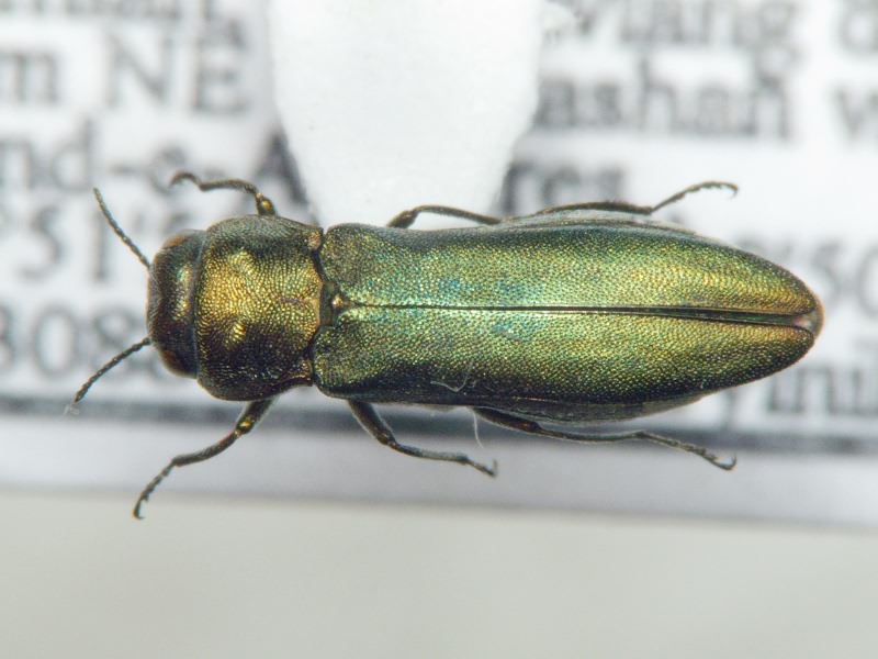 Agrilus albogularis Gory, 1841